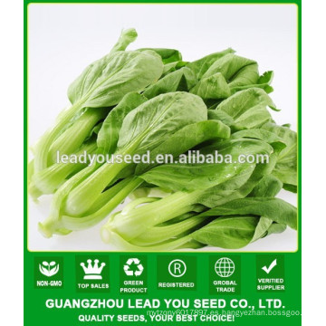 Fábrica de las semillas de NPK11 Luomu China pak choi, semillas para el campo abierto